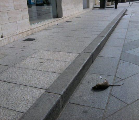 Rosarno, topo morto in pieno centro i cittadini si indignano