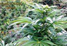 Scoperta fabbrica della droga in Calabria, valore 10 milioni di euro