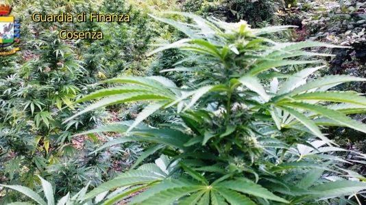 Scoperta fabbrica della droga in Calabria, valore 10 milioni di euro