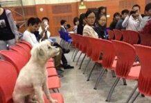 Casper il cane che seguiva le lezioni con gli studenti, avvelenato dall’Ateneo