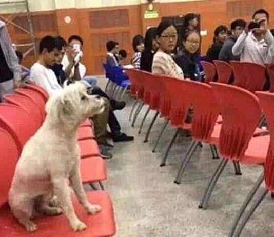 Casper il cane che seguiva le lezioni con gli studenti, avvelenato dall’Ateneo