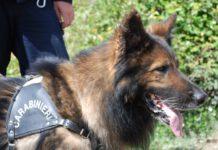 Nascondevano quasi due chili di droga, fratello e sorella scoperti grazie a un cane