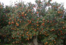 Rosarno, domenica manifestazione pubblica per discutere della grave crisi delle clementine della piana