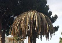 Punteruolo rosso : mobilitazione urgente per prevenire un disastro ambientale