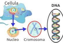 Uomo 39enne scopre che il figlio non è suo e si impicca