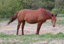 Macabra storia a Messina, marocchino stupra cavalla incinta fino a farla morire