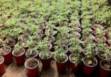 Marijuana coltivata dai cinesi in Italia e venduta in Irlanda