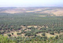 Rosarno, Gioia e non solo, il Cancro sta consumando la Piana