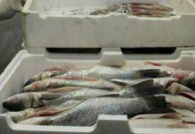 Pesce depositato in precarie condizioni igienico-sanitarie e pesca illegale a Palmi e San Ferdinando