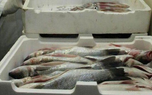 Pesce depositato in precarie condizioni igienico-sanitarie e pesca illegale a Palmi e San Ferdinando