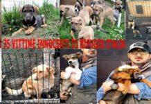 Bruciato il canile ” Rifugio Italiano” 75 cani arsi vivi