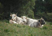 Cittanova, il sindaco Cosentino: giusto provvedimento del Prefetto sulle vacche sacre