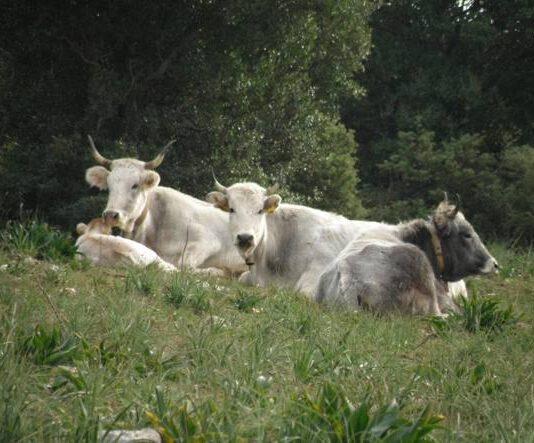 Cittanova, il sindaco Cosentino: giusto provvedimento del Prefetto sulle vacche sacre
