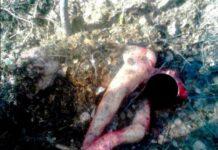 Donna aggredita e seppellita viva da un orso