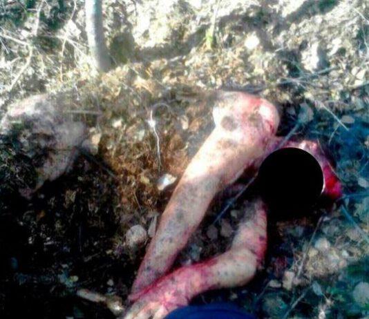 Donna aggredita e seppellita viva da un orso