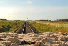 Treno investe pecore nella locride, denunciati proprietari del gregge