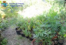 Scoperta piantagione di marijuana, arrestato un uomo a Reggio Calabria