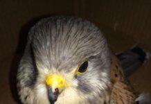 Scilla, ancora un colpo per “Il salumiere che salva gli uccelli”