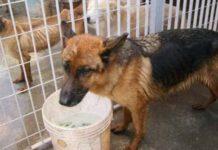 Canile choc, trovati cani e gatti nel congelatore, animali morti di stenti