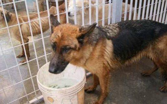 Canile choc, trovati cani e gatti nel congelatore, animali morti di stenti