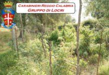 Scoperta maxi piantagione di canapa a Platì, quattro arresti