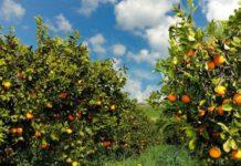 Falsi baccianti agricoli, mega truffa all’Inps. 829 indagati