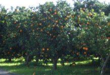 Falsi braccianti agricoli, scoperta truffa da 500 mila euro