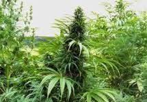 Scoperta vicino ad A3 Salerno Reggio Calabria maxi piantagione di cannabis