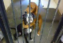 Le cagnoline si abbracciano prima di essere soppresse, la foto fa il giro del web e le salva