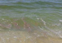 Tra Nicotera Marina e il Porto di Gioia Tauro a rischio lo stagione balneare