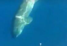 Avvistato squalo a Gioia Tauro, video