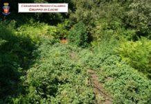 Mammola, scoperta piantagione di canapa