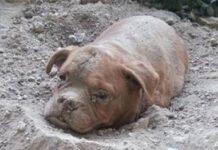 Cane sepolto vivo viene salvato da un passante, arrestato proprietario