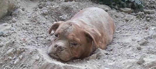 Cane sepolto vivo viene salvato da un passante, arrestato proprietario