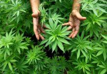 Nicotera, scoperte 550 piantine di cannabis