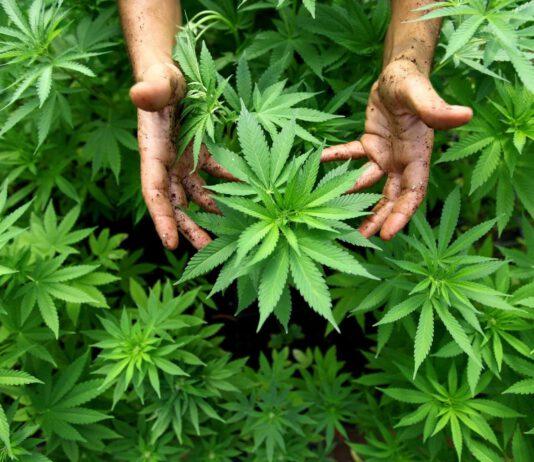 Nicotera, scoperte 550 piantine di cannabis