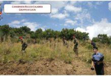 Sequestrate 2300 piante di canapa indiana nella locride