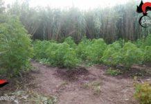 Scoperta piantagione di canapa a Bagnara Calabra, due arresti