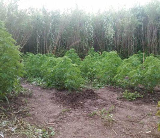Scoperta piantagione di canapa a Bagnara Calabra, due arresti