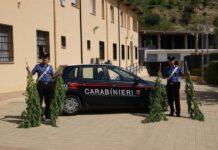 Calabria, preparava marijuana da essiccare, arrestato 53enne