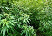 Calabria, scoperta piantagione marijuana