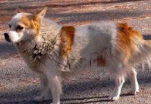 Cane si prende cura e allatta bimbo abbandonato