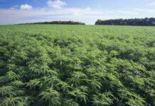 Piante sequestrate, era canapa industriale non marijuana