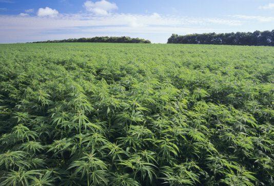 Piante sequestrate, era canapa industriale non marijuana