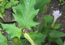 Mangia “erba del diavolo”, si lancia in acqua vestito causa allucinazioni, 18enne in rianimazione