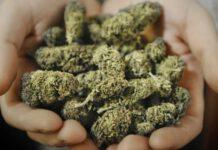 Arrestato mentre vendeva marijuana nel reggino