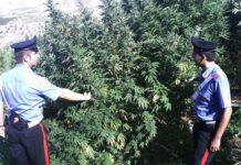 Piantagione di canapa scoperta nel reggino