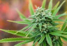 Cittanova, un arresto per detenzione e spaccio di sostanza stupefacente