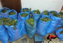Scoperto furgone con 161 kg di canapa, arrestato pregiudicato a Laureana