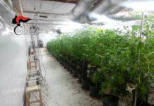 Gioia Tauro, scoperta piantagione di marijuana